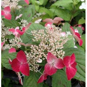 はっさく 苗木 【紅八朔 （べにはっさく）】 3年生 接ぎ木 約1.0m 大苗