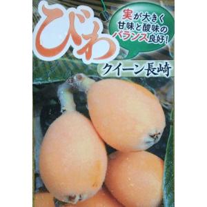 果樹苗 ビワ クイーン長崎 1株 : 花と緑 国華園 - 通販 - Yahoo 果樹苗 ビワ クイーン長崎 1株 : 花と緑 国華園 - 通販 - Yahoo