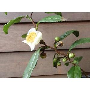 雲竜茶（お茶の木）　小苗です