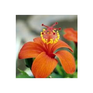 国華園 果樹苗 ホワイトサポテ ルーク 1株 : 花と緑 国華園 - 通販
