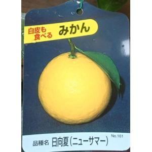 種なし日向夏 （ニューサマーオレンジ） 1年生接木苗 爆買 : 苗木部 花
