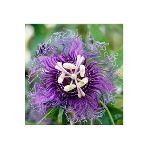 パッシフローラ トケイソウの商品一覧 通販 Yahoo ショッピング