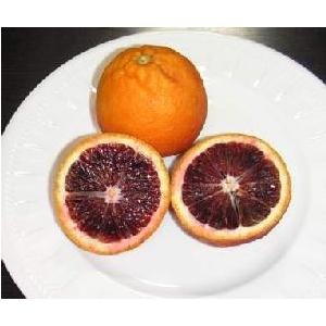 ブラッドオレンジ 苗 【ブラッドオレンジ タロッコ】 3年生 接ぎ木 約