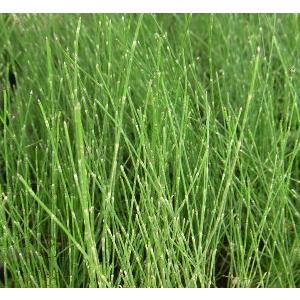 ジャンボトクサ（砥草） オオトクサ 5寸鉢植え 苗 : 日本花卉ガーデン