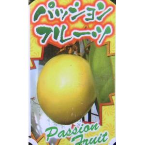 イエローパッションフルーツ：熱帯果樹苗