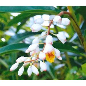 アルピニア バリエガータ（黄斑月桃 キフゲットウ） Alpinia zerumbet