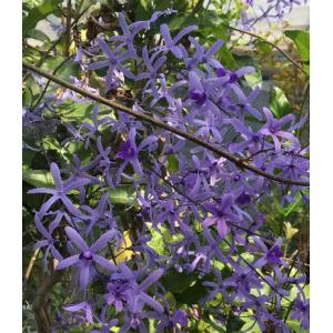 銅葉（赤葉）オオハマボウ（ユウナ） : 日本花卉ガーデン