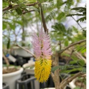 日本花卉ガーデンセンターyahoo 店 ホタルの木 熱帯花木 Yahoo ショッピング