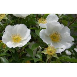 バラ ナニワイバラの商品一覧 通販 Yahoo ショッピング