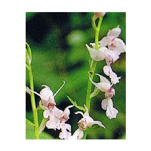 夏咲きエビネ 夏エビネ Z 9935 日本花卉ガーデンセンターyahoo 店 通販 Yahoo ショッピング