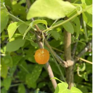 ハスカップ：果樹苗 : 日本花卉ガーデンセンターYahoo!店 - 通販