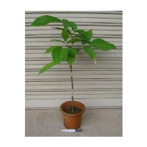 日本花卉ガーデンセンターyahoo 店 ランサ 熱帯果樹苗 Yahoo ショッピング