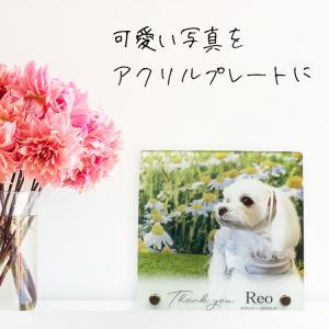 ペット メモリアルグッズ 位牌 アクリルプレー...の詳細画像1