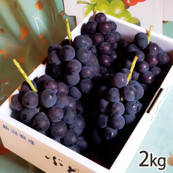 新潟産 巨峰 種なし 2kg（5〜7房）/株式会社 果香詩 /送料無料