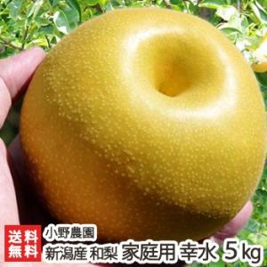 訳あり 新潟県産 日本梨 家庭用 幸水5kg（10〜14個位） 小野農園/送料無料｜niigata-shop