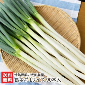 長ネギ Lサイズ 30本入り/情熱野菜の太田農園/送料無料 : 新潟直送計画
