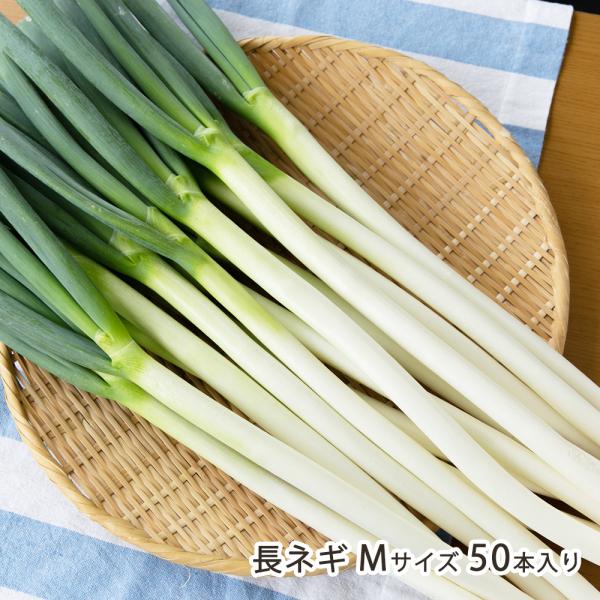 長ネギ Mサイズ 50本入り/情熱野菜の太田農園/送料無料