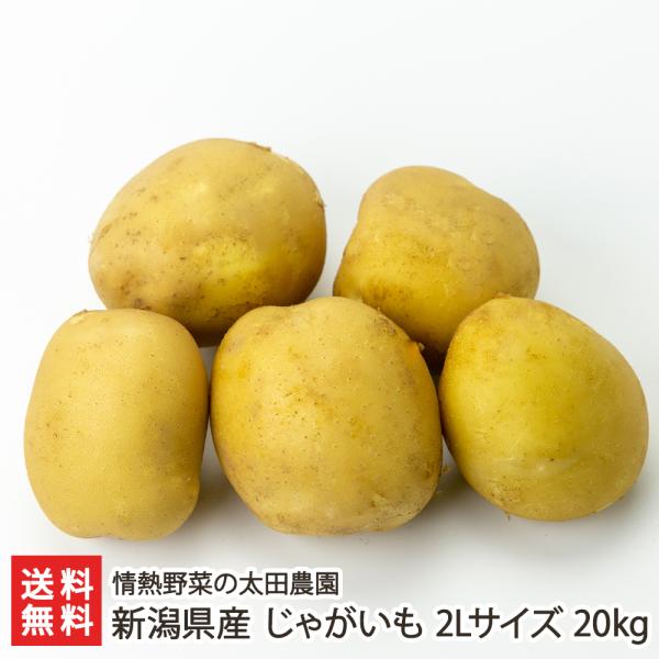 新潟県産 じゃがいも 2Lサイズ 20kg/情熱野菜の太田農園/送料無料
