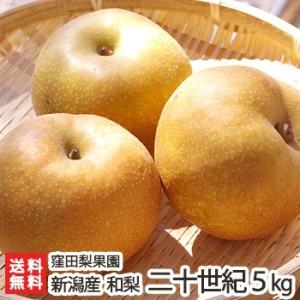 新潟産 窪田梨果園の日本梨 二十世紀 5kg（10〜14玉）/ギフトにも！/のし無料/送料無料