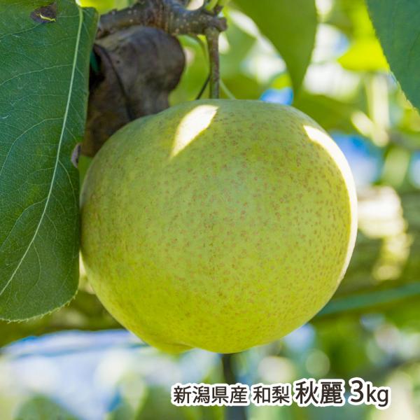 新潟産 窪田梨果園の日本梨 秋麗 3kg（6〜8玉）/ギフトにも！/のし無料/送料無料