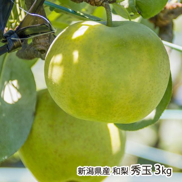 新潟産 窪田梨果園の日本梨 秀玉 3kg（5〜8玉）/ギフトにも！/のし無料/送料無料