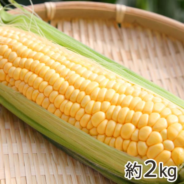 新潟産とうもろこし（黄色）約2kg/窪田梨果園/送料無料