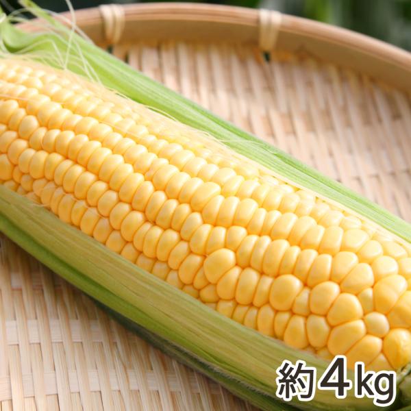 新潟産とうもろこし（黄色）約4kg/窪田梨果園/送料無料