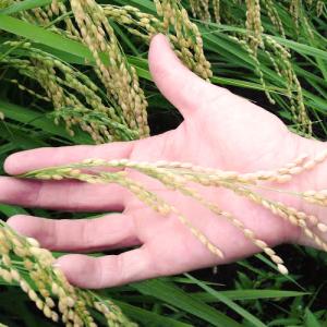 【令和7年度米】特別栽培米(無農薬・無化学肥料...の詳細画像3