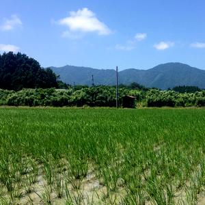 【令和7年度米】特別栽培米(無農薬・無化学肥料...の詳細画像4