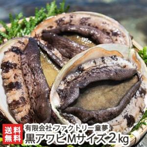 佐渡産 活黒アワビ Mサイズ 2kg（約8〜12個入）エアーポンプ付 ファクトリー童夢/後払い不可/...