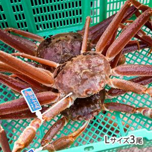 佐渡産 活本ズワイガニ「おけさ蟹」 Mサイズ3尾 エアーポンプ付/かに