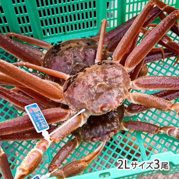 佐渡産 活本ズワイガニ「おけさ蟹」 2Lサイズ3尾 エアーポンプ付/かに カニ 蟹 蟹しゃぶ/ファク...