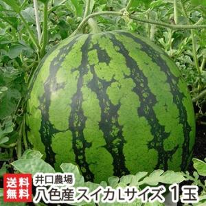 南魚沼産スイカ Lサイズ 1玉/井口農場/送料無料