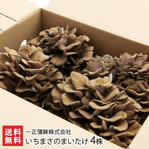 一正のまいたけ 4株（約440g×4株）/一正蒲鉾株式会社/