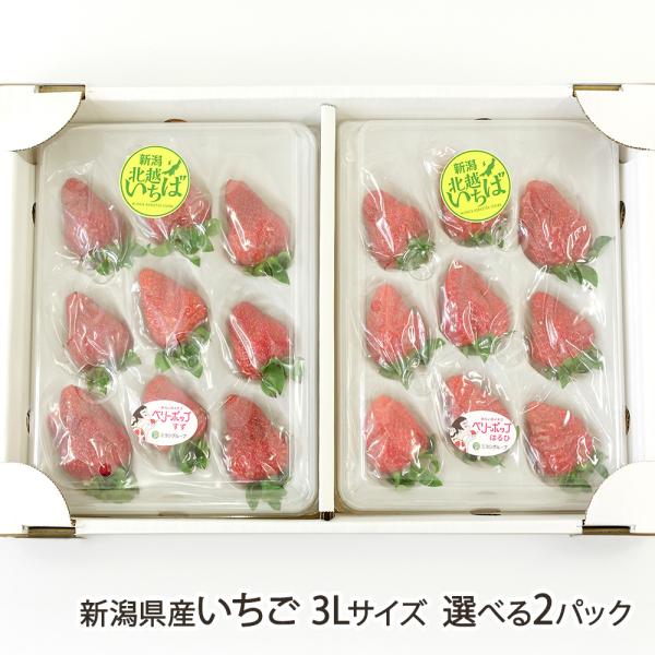 新潟県産いちご 3Lサイズ 選べる2パック ※品種をお選びください/北越いちば/送料無料