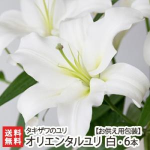 【お供え用ラッピング】オリエンタルユリ 白6本/蕾の状態でお届け/タキザワのユリ/後払い決済不可/送...