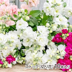 新潟県産 ストック（切り花・スプレータイプ） 15本入り（5本×3束