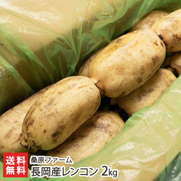 新潟 長岡産レンコン 2kg/蓮根 れんこん/桑原ファーム/送料無料