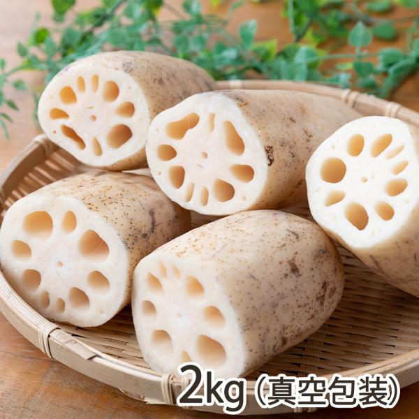 長岡産レンコン 2kg（真空包装）/蓮根 れんこん/桑原ファーム/送料無料