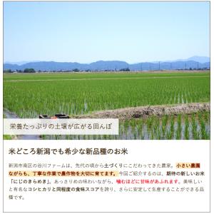 【令和7年度米】新潟産 にじのきらめき 無洗米...の詳細画像2