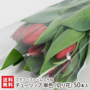 チューリップ 単色（切り花）50本入り（10本×5束）/蕾の状態でお届け/フラワーファームしろね/代金引換・NP後払い不可/送料無料｜niigata-shop