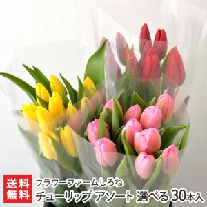 チューリップ アソート 選べる30本入り（10本×3束※花の色と組み合わせをお選びください）/蕾の状態でお届け/フラワーファームしろね/後払い決済不可/送料無料