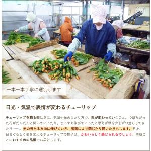 チューリップ アソート 選べる30本入り(10...の詳細画像2