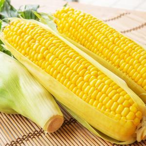 津南産 鬼もろこし 5kg/株式会社鬼や福ふく...の詳細画像1