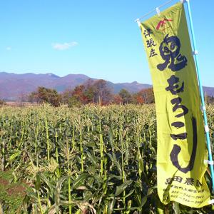 津南産 鬼もろこし 5kg/株式会社鬼や福ふく...の詳細画像3