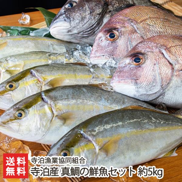 寺泊産 真鯛の鮮魚セット 約5kg 寺泊漁業協同組合/料無料 父の日 お中元