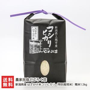 米 5kg 送料無料 令和7年産 「愛媛県産 ヒノヒカリ 」ひのひかり 5キロ
