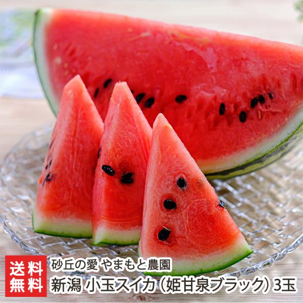 新潟県産 小玉スイカ（姫甘泉ブラック）3玉入/砂丘の愛 やまもと農園/送料無料
