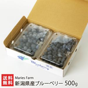 新潟県産ブルーベリー 500g（250g×2パック）/Maries Farm/送料無料 父の日 お中元｜niigata-shop
