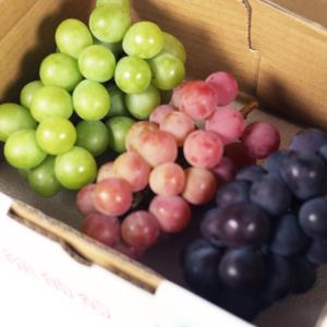 新潟県産ぶどう詰め合わせ 3種3房入り（赤系ぶどう、黒系ぶどう、緑系ぶどう 各1房）/にいがたやファーム/後払い決済不可/送料無料